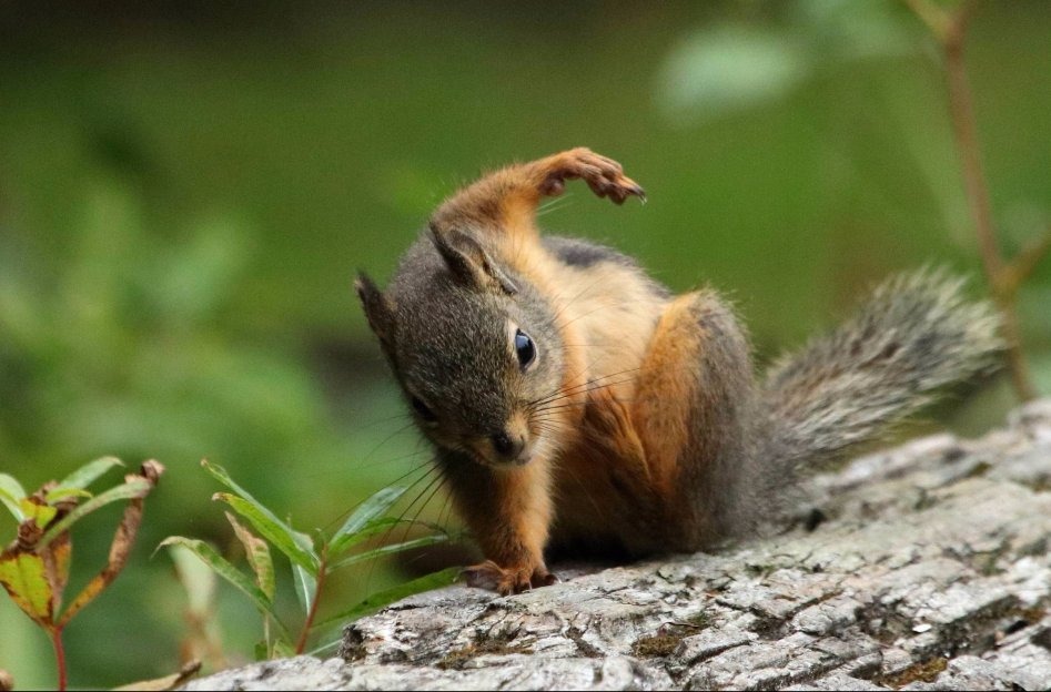 comment-user-thumbnail