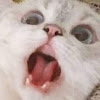 comment-user-thumbnail