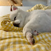 comment-user-thumbnail