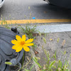 comment-user-thumbnail