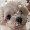 comment-user-thumbnail