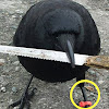 comment-user-thumbnail