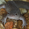 comment-user-thumbnail
