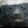 comment-user-thumbnail
