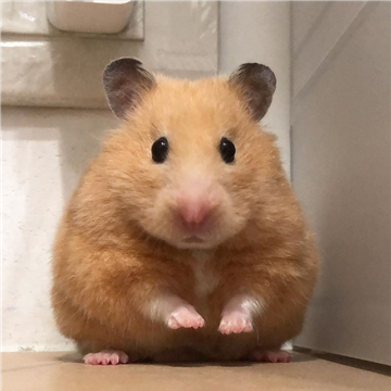 comment-user-thumbnail
