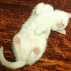 comment-user-thumbnail