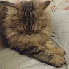 comment-user-thumbnail