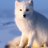comment-user-thumbnail