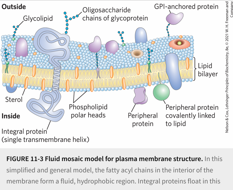 생화학 I, Ch. 11 Biological Membranes and Transport