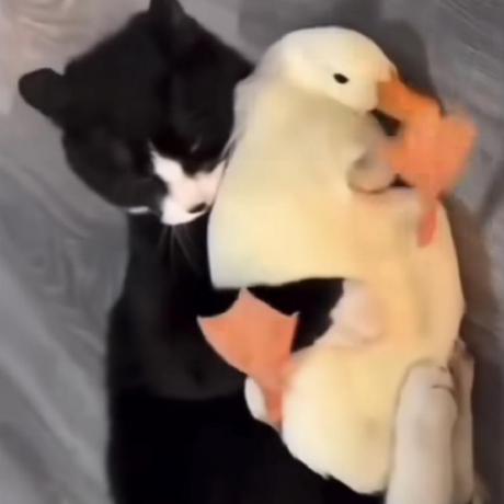 comment-user-thumbnail