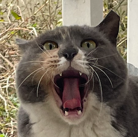 comment-user-thumbnail