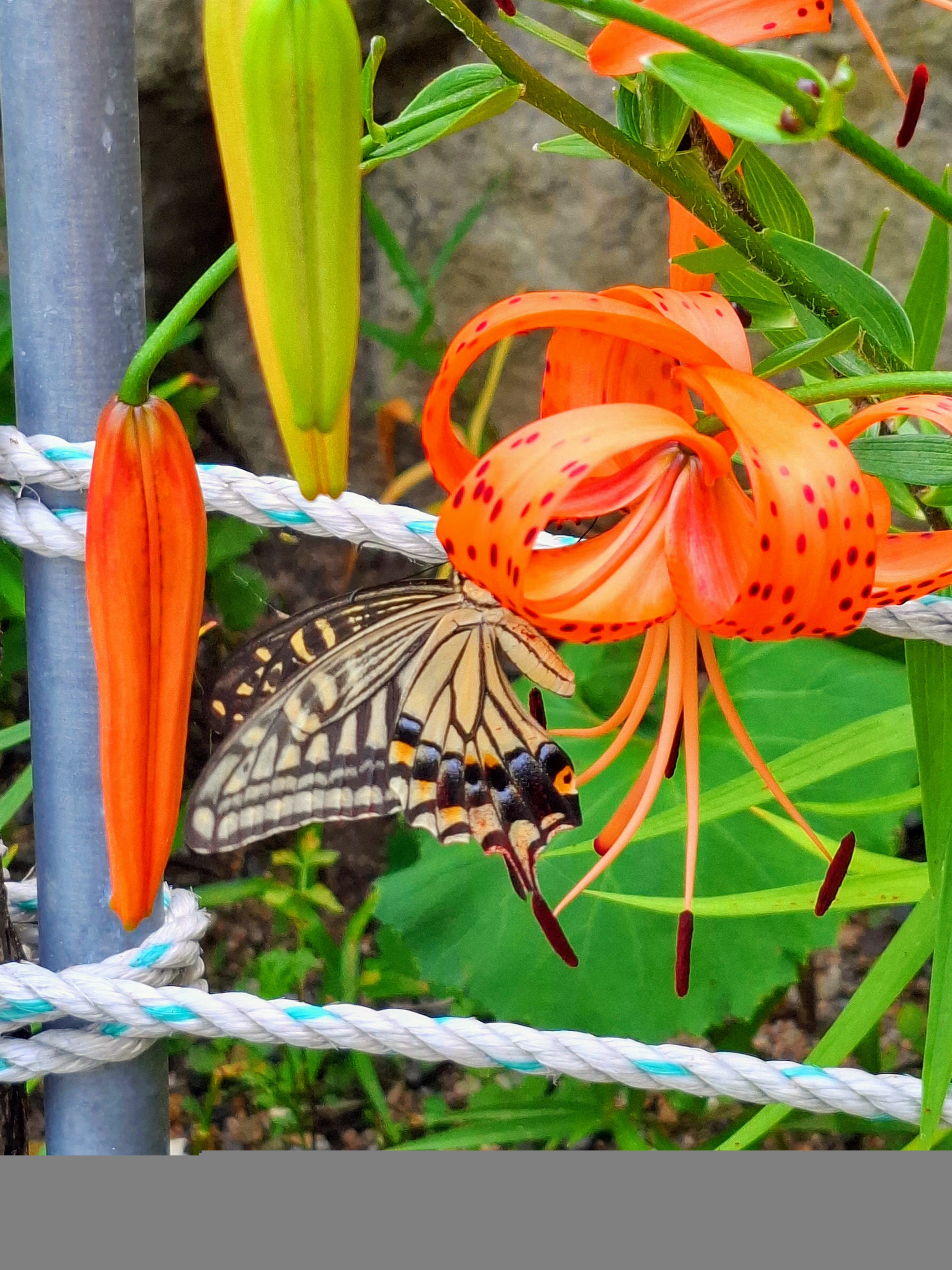 comment-user-thumbnail