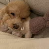 comment-user-thumbnail