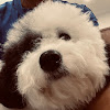Velog profile picture for @hammer