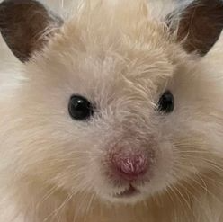 comment-user-thumbnail