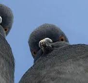 comment-user-thumbnail