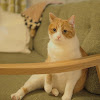 comment-user-thumbnail