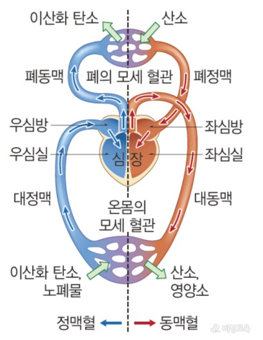 [General Biology] Ch23. Circulation and Respiration