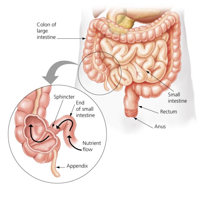 [General Biology] Ch22. Nutrition and Digestion