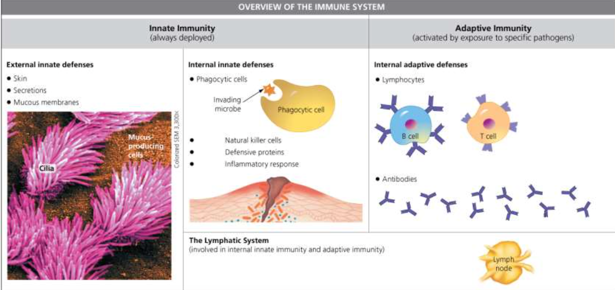 [General Biology] Ch24. The Body's Defenses