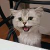 comment-user-thumbnail
