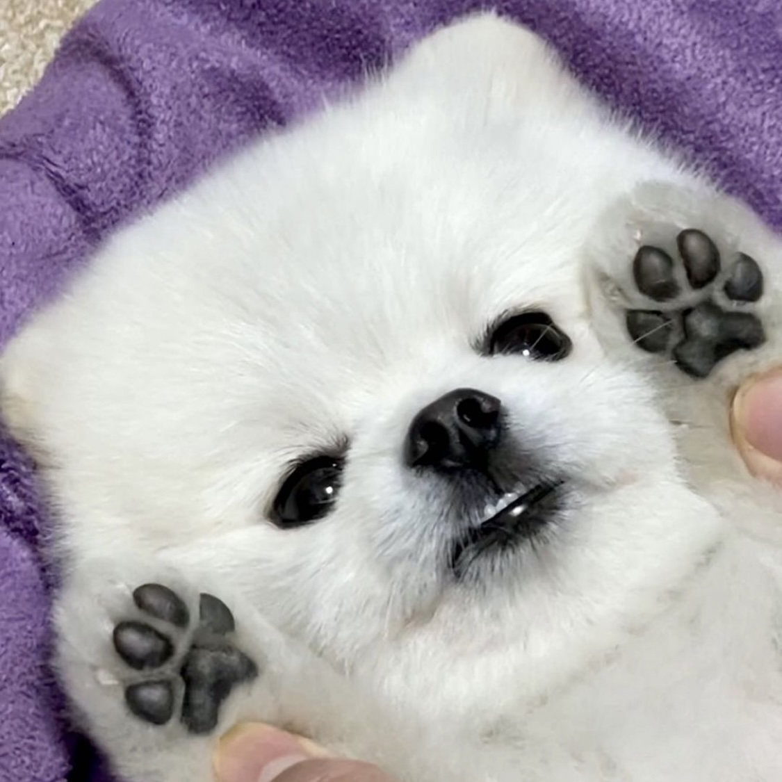 comment-user-thumbnail