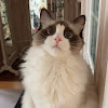 comment-user-thumbnail