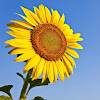 comment-user-thumbnail