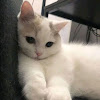 comment-user-thumbnail