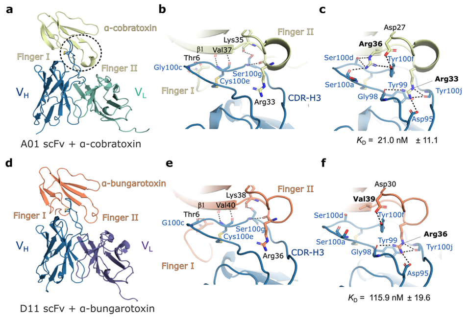 [논문 리뷰] Rational design of antibodies with pH-dependent antigen-binding ...