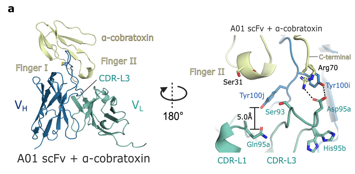 [논문 리뷰] Rational design of antibodies with pH-dependent antigen-binding ...