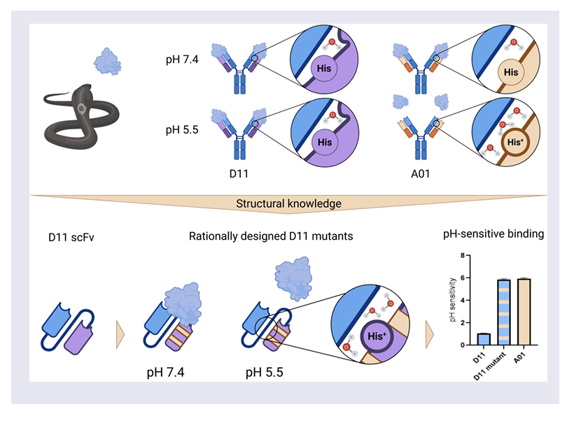 [논문 리뷰] Rational design of antibodies with pH-dependent antigen-binding ...