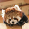 comment-user-thumbnail
