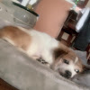 comment-user-thumbnail