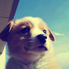 comment-user-thumbnail