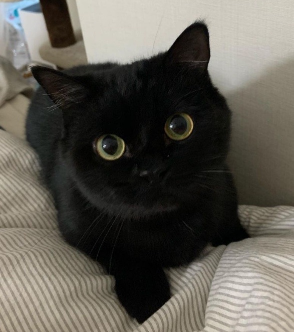 comment-user-thumbnail