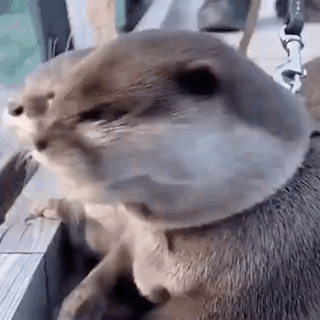 otter-shocked