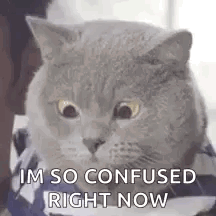 cat-confused