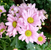 comment-user-thumbnail