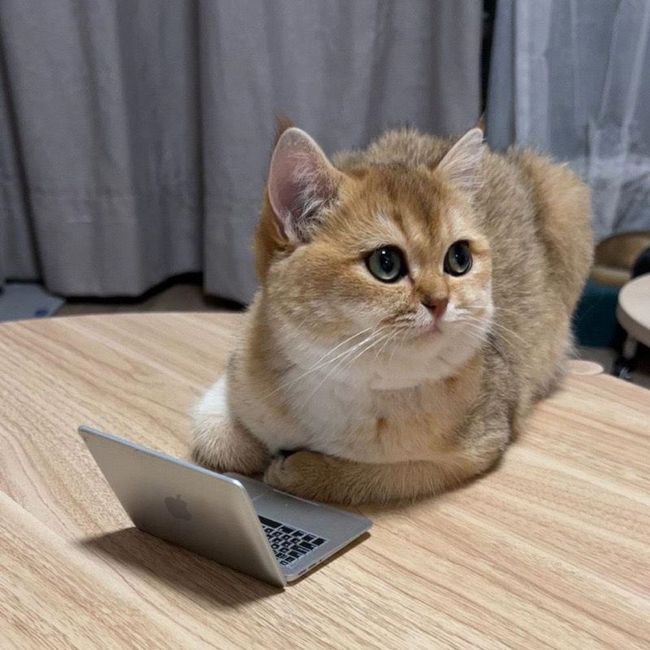 comment-user-thumbnail