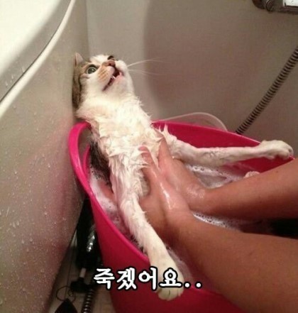 comment-user-thumbnail