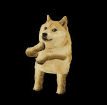 도지 움짤