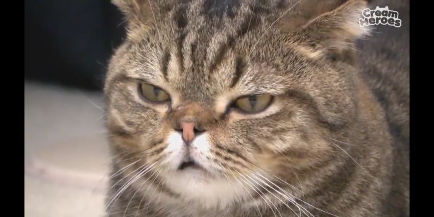 comment-user-thumbnail