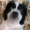 comment-user-thumbnail