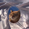 Velog profile picture for @purr
