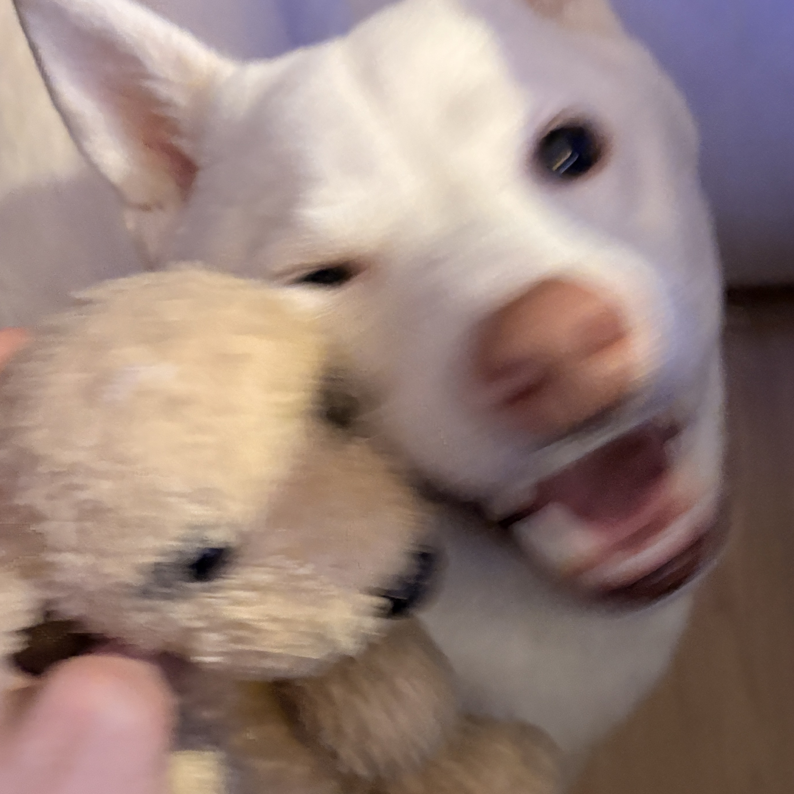 comment-user-thumbnail