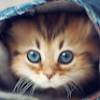 comment-user-thumbnail
