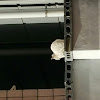 comment-user-thumbnail
