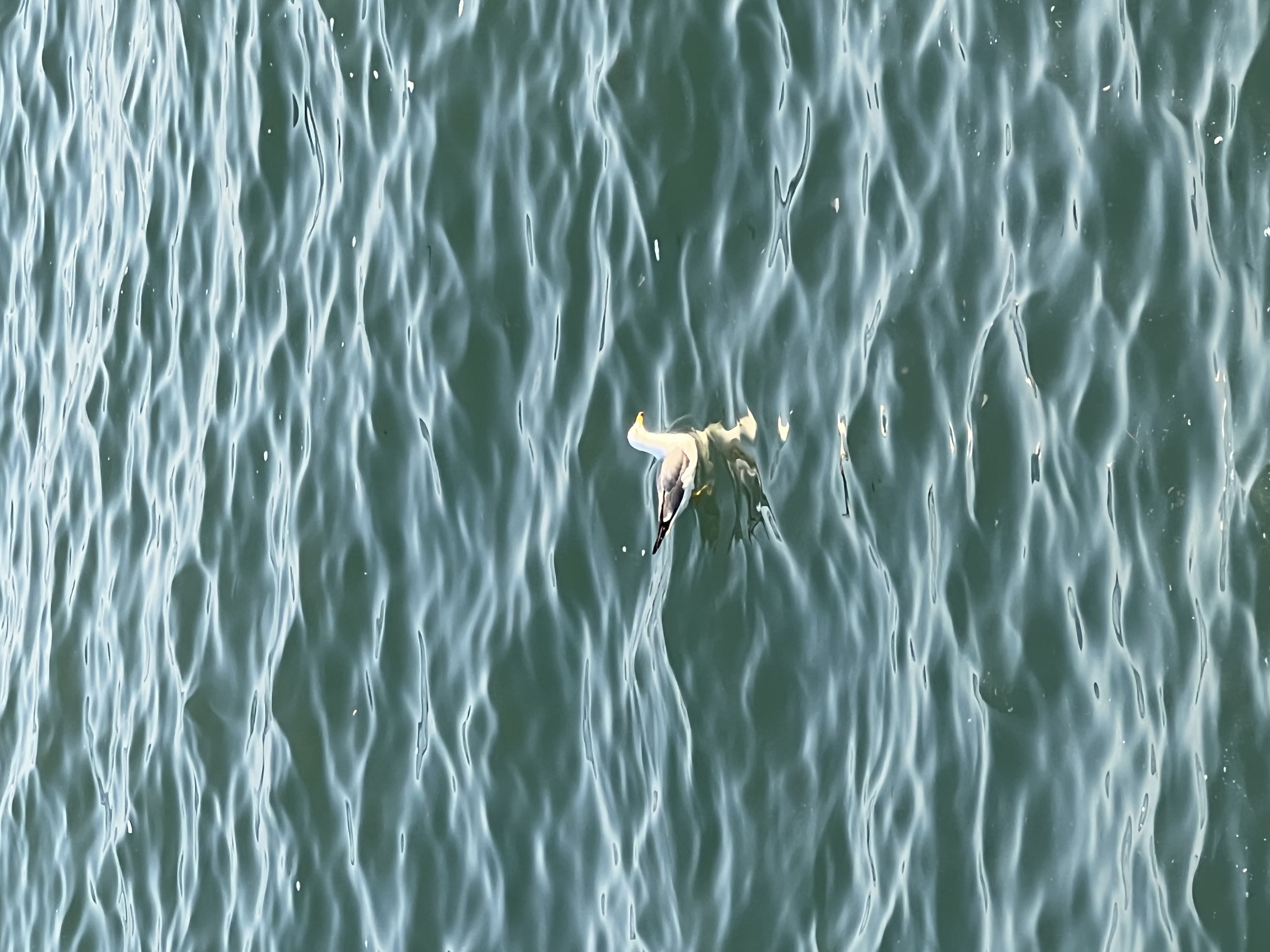 comment-user-thumbnail