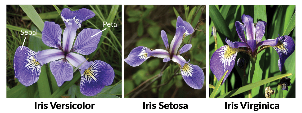 iris dataset